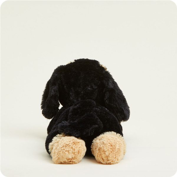 CP-DAS-1-Daschund-04-Crop_84fa35aa-488e-4363-89bf-6ed0bd797a45