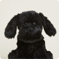 CP-LAB-B-Black-Lab-08-1